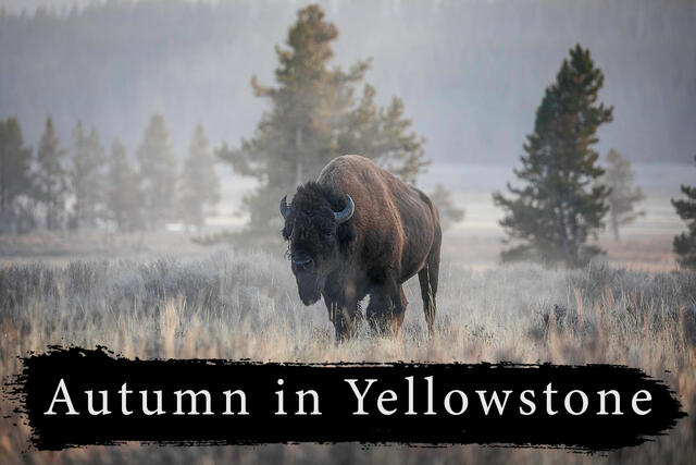 Fall Yellowstone photography workshop