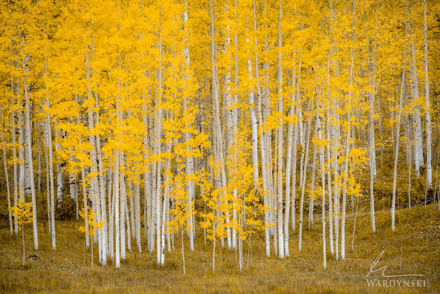 Family of Aspen