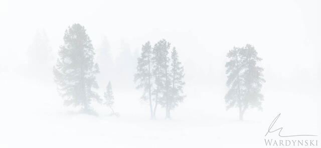 Family of Trees
