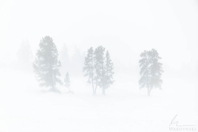 Shapes of trees emerge quietly from the fog in a snow-covered Yellowstone landscape. minimal fine art photography