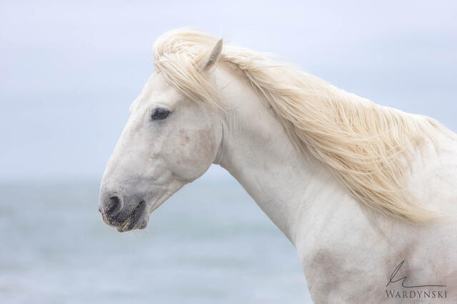 High End horse photography from Camargue France by Mike Wardynski Photography