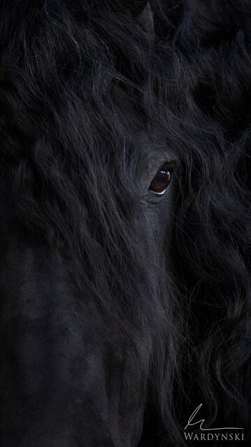 large scale Friesian horse portrait in color. This vertical photograph is designed to be a  large scale centerpiece in luxury homes and offices.