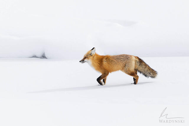 Fine art photograph of a red fox trotting through fresh snow of Yellowstone.