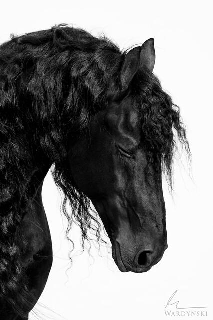 Minimal black and white photograph of a friesian horse with it's eyes closed. This vertical artwork has dreamlike qualities that make it calming centerpiece. 