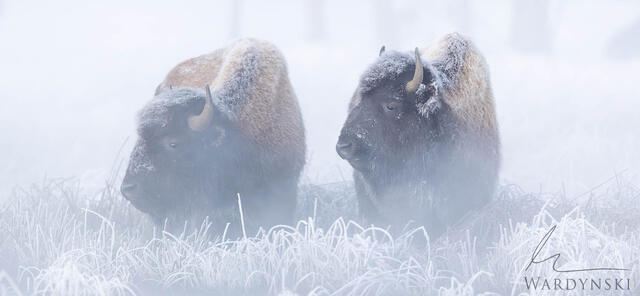 Frosty Friends