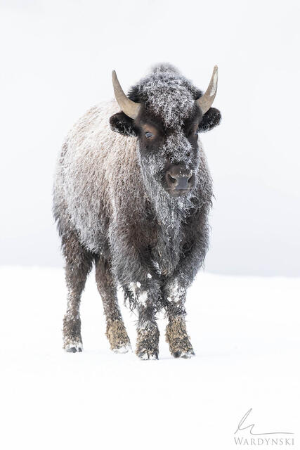 Fine art photograph of a very frosty bison in Yellowstone National Park. The image is clan and minimalistic in nature. 