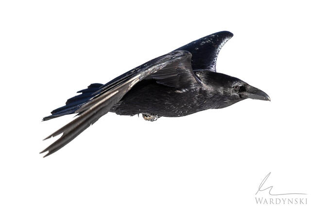 A raven glides in front of a backdrop of white snow in Yellowstone National Park.