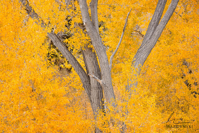 Fine Art Print of a Golden Cottonwood in Autumn