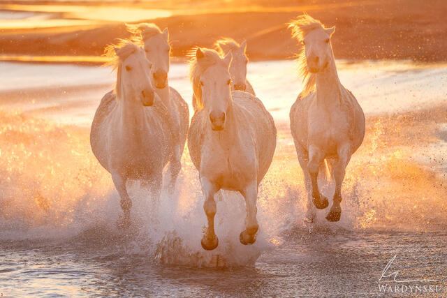 Golden Dancers