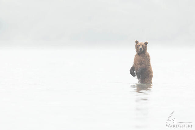 Modern wildlife photograph os a grizzly bear fishing for Salmon at Katmai National Park, Alaska.
