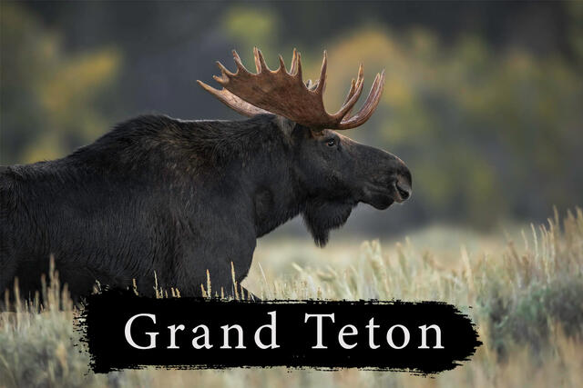 Grand Teton Photography Workshop cover image of a moose walking though a meadow.