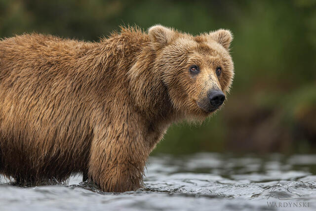 Fine art photograph of a happy bear wading in the Brooks River at Katmai National Park, Alaska.