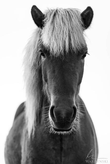 Black snd white fine art photograph of a kind Icelandic horse titled "Here For You" 