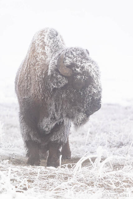Fine art photograph of a hoar frost covered bison 