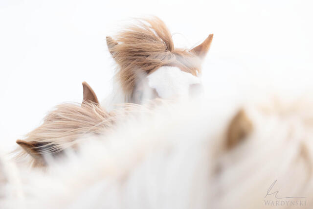 A softly focused minimalistic fine are photograph of a group of Icelandic horses. High key