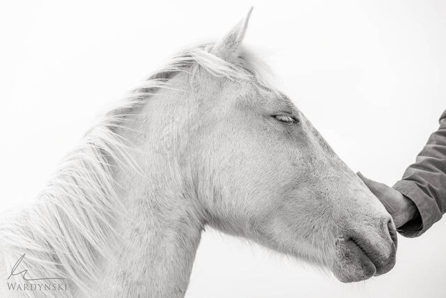 Camargue Horse Photography by Mike Wardynski. Limited edition print of hand on horses nose.