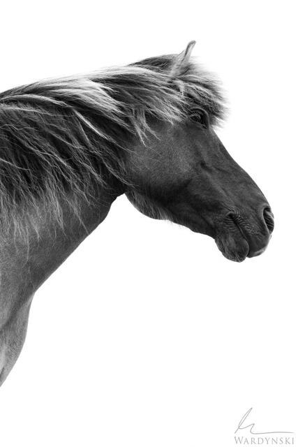 Horse's Gaze