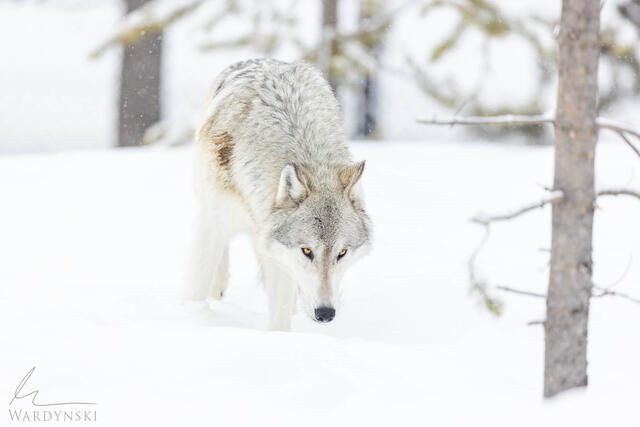 How to take photos in winter