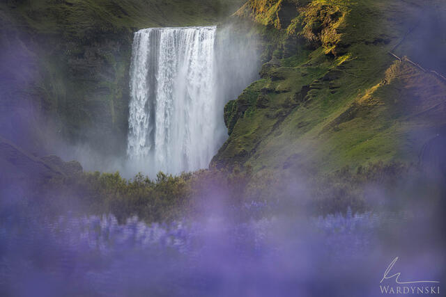 An Icelandic fine art photograph of Skogafoss viewed though a window of soft lupine flowers.