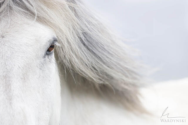 a minimalistic fine art photograph of a White Icelandic horse with a piercing brown eye. Uniquely composed to convey calm and stillness.