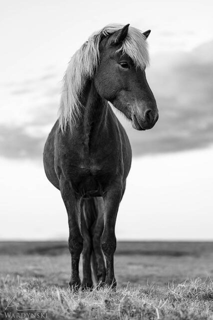 Contemporary black and white photograph of an Icelandic horse titled Icelandic Friend. Vertical portrait.