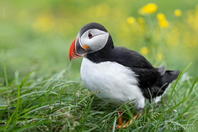 Fine art photograph of an Icelandic puffin standing in vibrant green grass and yellow flowers.
