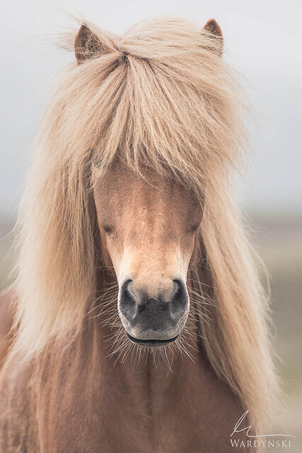 Powerful fine art photograph of an icelandic horse with a long mane covering it's eyes. Contemporary fine art photography.