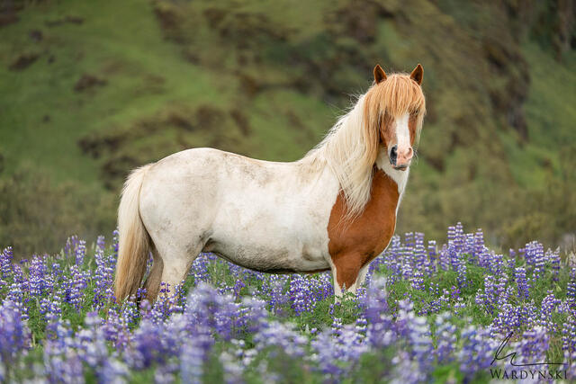 An elegant photograph of an Icelandic horse standing quietly in a field of lupine flowers in Iceland.