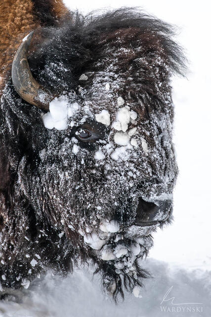 Fine art photograph of an Icy Bison in Yellowstone National Park. Bison headshot.