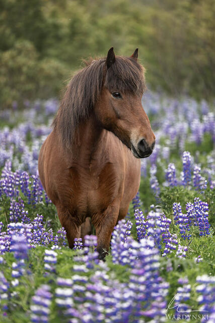 A fine art photograph of a brown Icelandic horse posing in a field of purple lupine flowers.