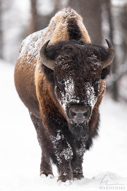 Fine art photograph of a large bull bison walking straight towards the camera.