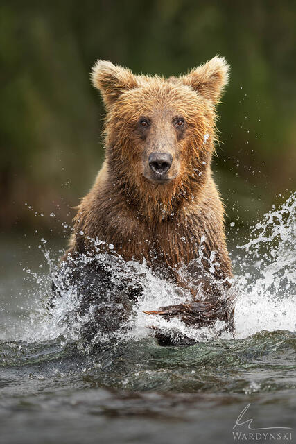 Contemporary wildlife photograph of a grizzly bear running directly at the camera at Brooks Falls, Alaska.