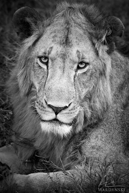 Black and white fine art photograph of an innocent lion. A timeless vertical portrait of a male lion in Kenya, Africa. Print for sale.
