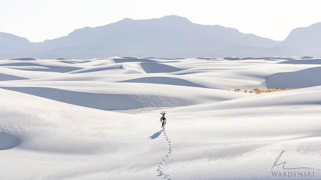 A lone Oryx walks into the deep dunes of White Sands National Park. Fine art panoramic photograph of wildlife in New Mexico.