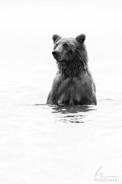 Modern black and white wildlife photography of a grizzly bear wading in the water at Brooks Falls in Katmai National Park, Alaska.