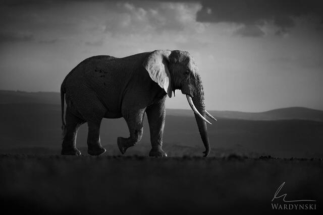 Kenya Photo Safari and tour