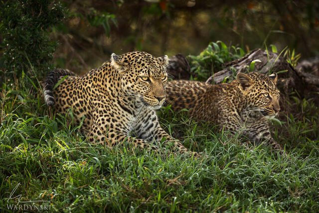 Kenya Photo Tour