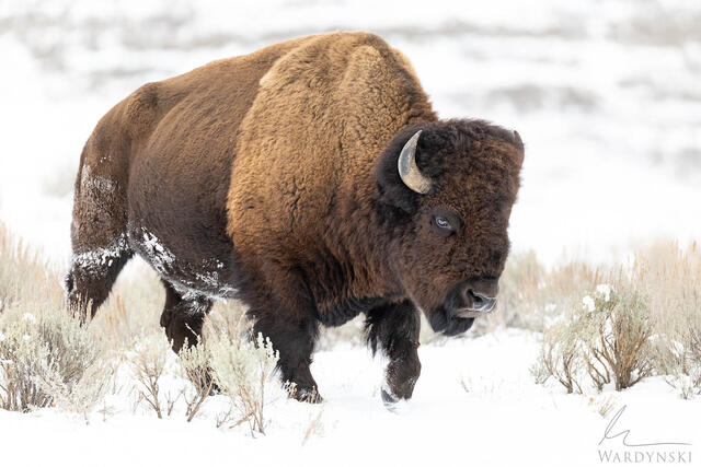 A bull bison walks with confidence though Lamar Valley in Yellowstone.