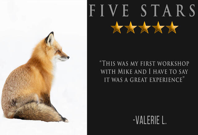 Lamar Valley winter photography workshop review with photo of sitting fox in snow taken on workshop.