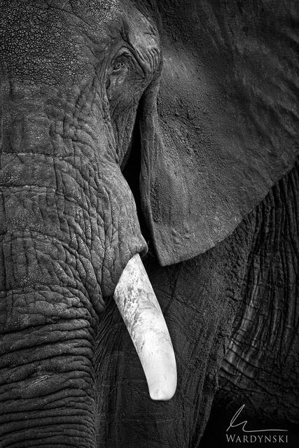 Black and white portrait of a bull elephant in Masai Mara, Kenya, Africa. Large scale Fine art photography by mike wardynski