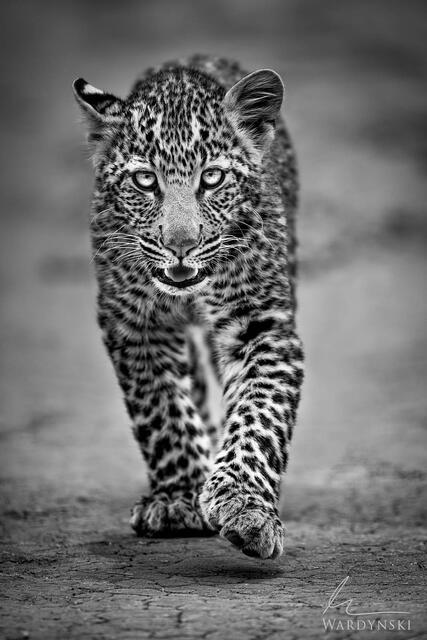Fine Art Photo of Leopard Cub walking towards the camera. Black and white Africa photography by Mike Wardynski.