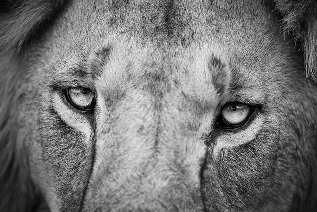 Intimate portrait of a male lion in Africa, Close up shot of lion in black and white.