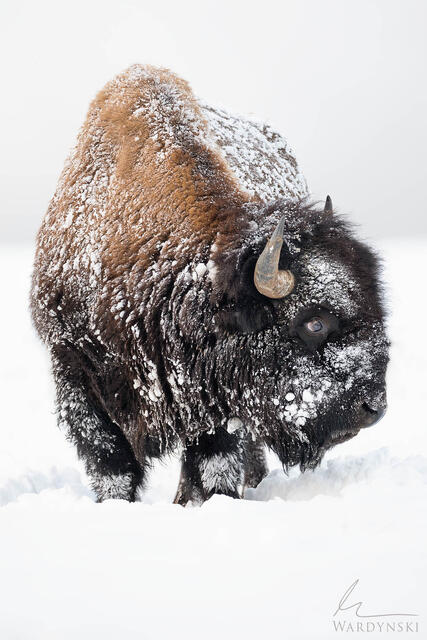 Lone Bison in Snow. fine art wildlife photography  from Yellowstone National Park. Contemporary color photograph. 