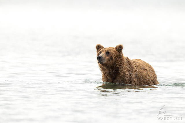 Lone Grizzly in Lake (Color)