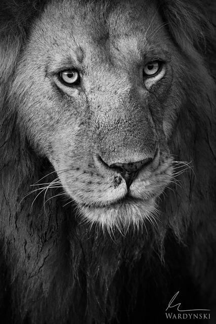 Fine art black and white photograph of Oloimina in Masai Mara, Kenya Africa. Contemporary wildlife photography. Africa lion photography, 