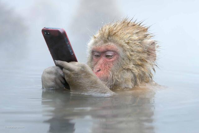 Marsel Van Oosten snow monkey. The best wildlife photographers in the world.