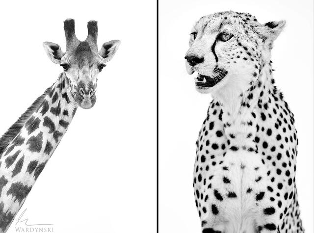 Masai Mara Photography Workshop