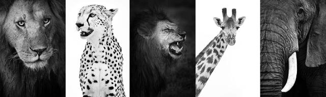 Masai Mara photography workshop and safari