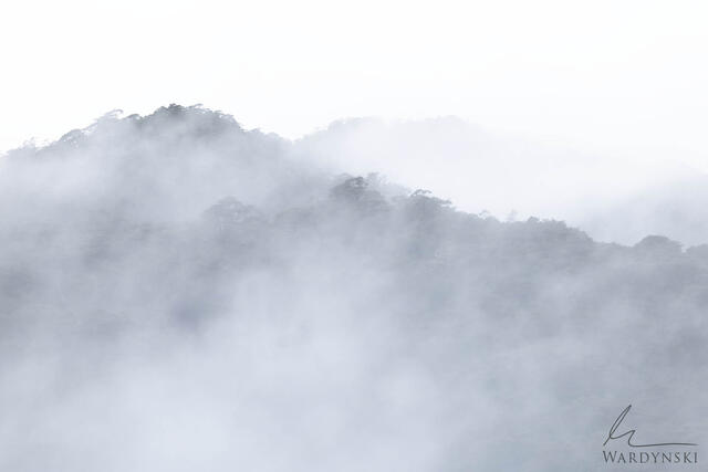 Fog engulfs a forest during a rainy day in New Zealand