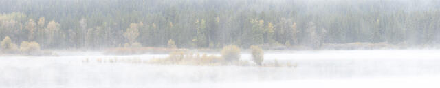 Misty Morning